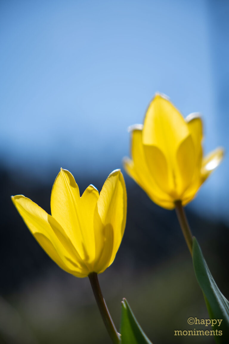 Garten Tulpe gelb